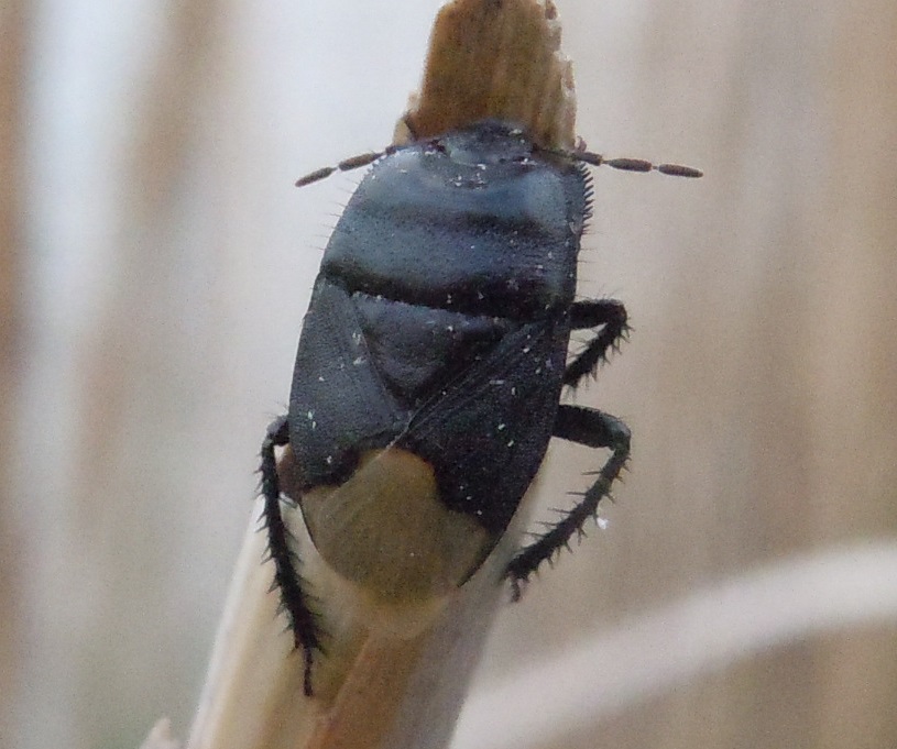 Cydnus aterrimus  (Cydnidae)